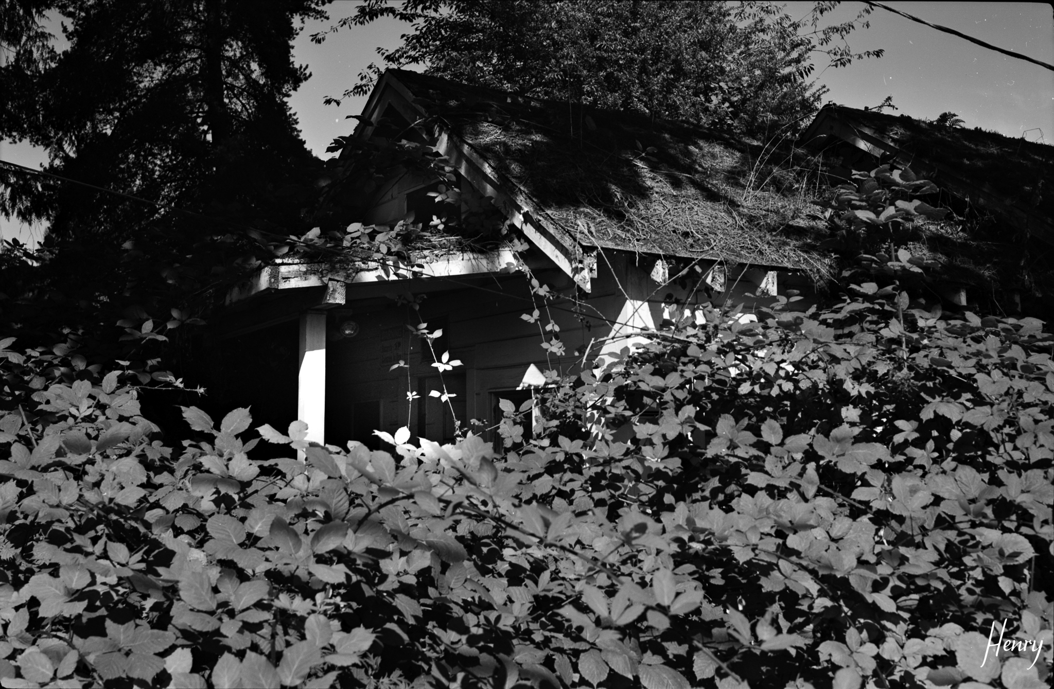 An abandoned structure swallowed by overgrowth — the particular silence of a place that has been left behind.